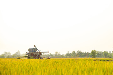 Combiner harvesting working in the golden color rice field .