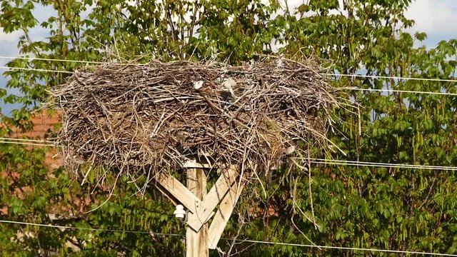 an empty stork's nest in spring