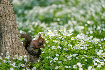 Fototapeta premium リス