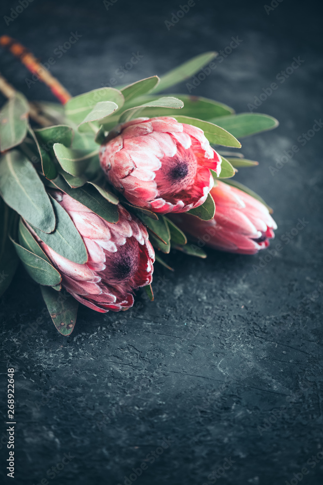 Sticker Protea buds closeup. Bunch of pink King Protea flowers over dark background. Valentine's Day bouquet