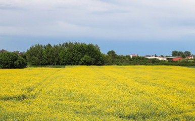 Obraz premium Pole rzepaku