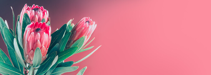 Protea buds closeup. Bunch of red King Protea flowers. Valentine's Day bouquet. Widescreen background - obrazy, fototapety, plakaty