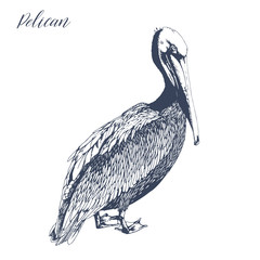 Outline ink drawing of standing pelican. Vector ocean bird illustration.