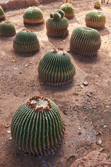 Several cactus (Echinocactus grusonii) growing on dirt