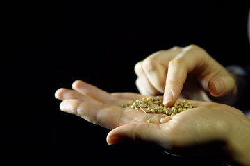 Close-up of fingers move a coriander seeds in hand on a black background.