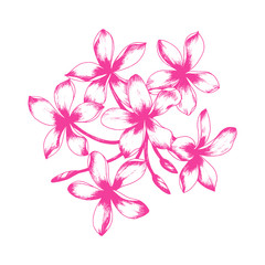 Naklejka na ściany i meble Tropical plumeria plant. Isolated realistic vector illustration of frangipani flowers.