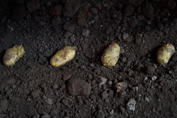 Potato tubers and cultivator machine in furrows on a potato field