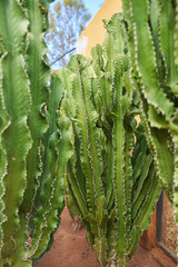 green cactuses growing on dirt