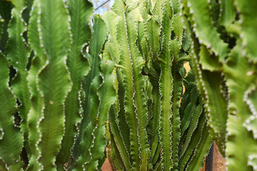 green cactuses growing on dirt