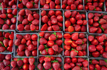 Rows of strawberries in containers for sale at farmer market
