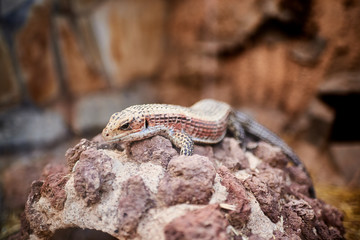 small lizard enjoying the sun in a rock