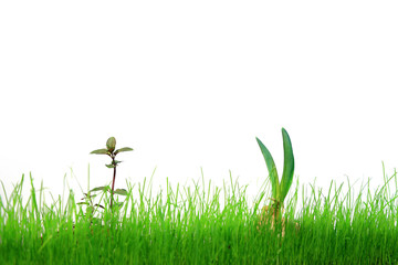 Naklejka premium Szczypiorek cebuli i młoda mięta w zielonej trawie na białym tle.