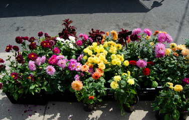 Group of flowers on sidewalk for sale at farmer market