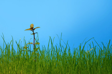 Młoda mięta w zielonej trawie na niebieskim tle. - obrazy, fototapety, plakaty