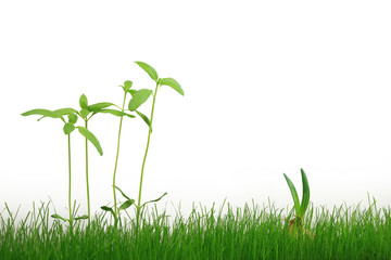 Szczypiorek cebuli i młody słonecznik w zielonej trawie na białym tle. - obrazy, fototapety, plakaty