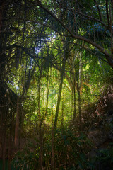 Vegetation in a wild jungle
