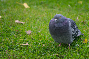 Fat, chubby pigeon standing on the grass lawn