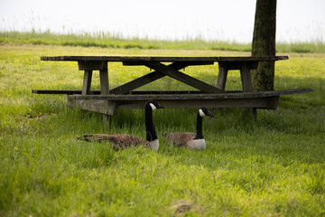 bench in the park