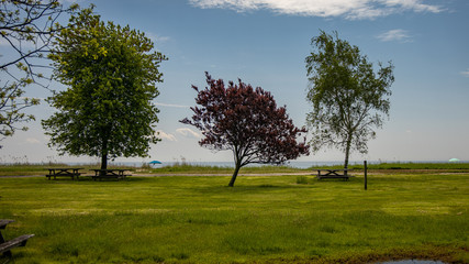 Fototapeta premium trees