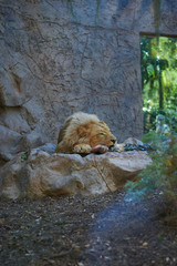 Obraz premium Lion eating meat on a rock