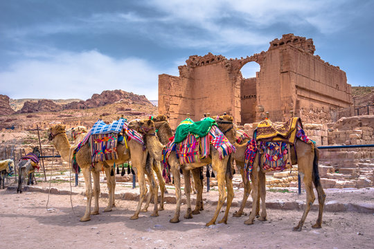 Camels resting inPetra, Jordan