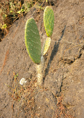 Native plants growing on volcanic rock at Cuicuilco Archaeological Site, Mexico City, Mexico.