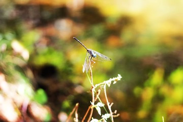 dragonfly on leaf