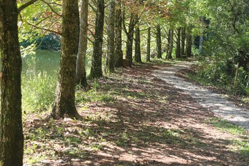 path in the forest