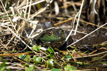 frog in pond