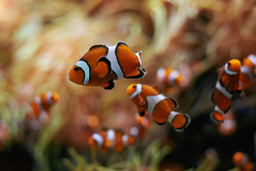 Fototapeta na wymiar school of clown fish swimming underwater