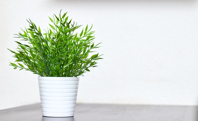 Decorative grass in a pot close-up on the table on a white background. Copy space.