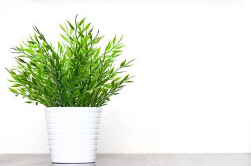Decorative grass in a pot close-up on the table on a white background. Copy space.