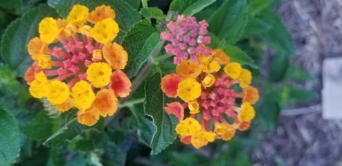 Lantana