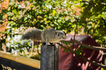Squirrel close up shot