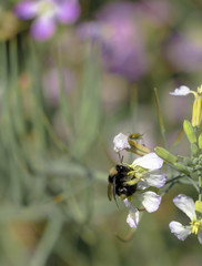 Be Happy Little Bumble Bee
