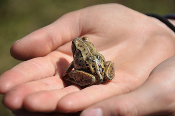 Small Brown Frog Close Up