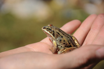 Small Brown Frog Close Up