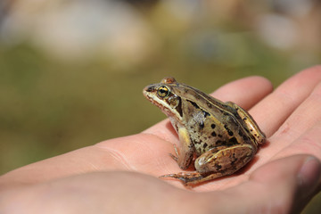 Small Brown Frog Close Up