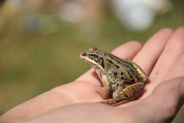 Small Brown Frog Close Up