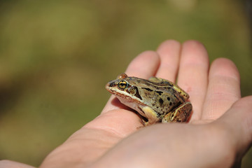 Small Brown Frog Close Up