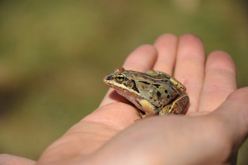 Small Brown Frog Close Up