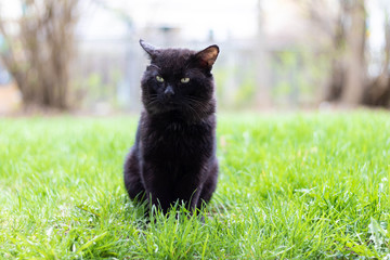 A mean black cat on the grass.