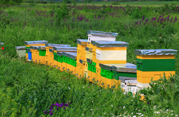 Fototapeta na wymiar Hives in an apiary in a spring garden.