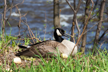 A female Canada goose in her nest hatching eggs with her goslings under her wing. A female goose with her goslings. Mother goose incubating eggs.
