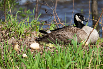 A female Canada goose in her nest hatching eggs with her goslings under her wing. A female goose...