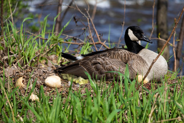 A female Canada goose in her nest hatching eggs with her goslings under her wing. A female goose with her goslings. Mother goose incubating eggs.