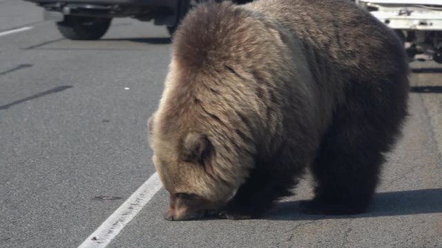 Wild hungry and terrible Kamchatka brown bear (Far Eastern brown bear) walking on road and begs for human food from people in cars on highway. Kamchatka Peninsula, Russian Far East, Eurasia.