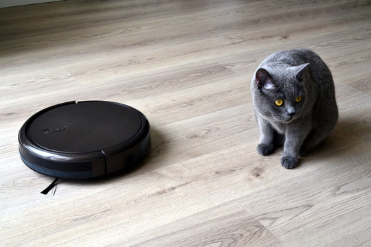 Robotic vacuum cleaner with a cat in the room. Fluffy british shorthair cat is playing with a robotic vacuum. 