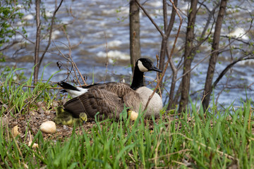 A mama goose hatching eggs. A goose  mother hatching with it's goslings and eggs. 