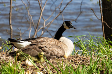 A mama goose hatching eggs. A goose  mother hatching with it's goslings and eggs. 
